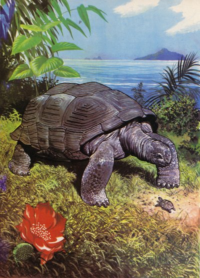 Tartaruga gigante sulle Isole Galapagos da English School